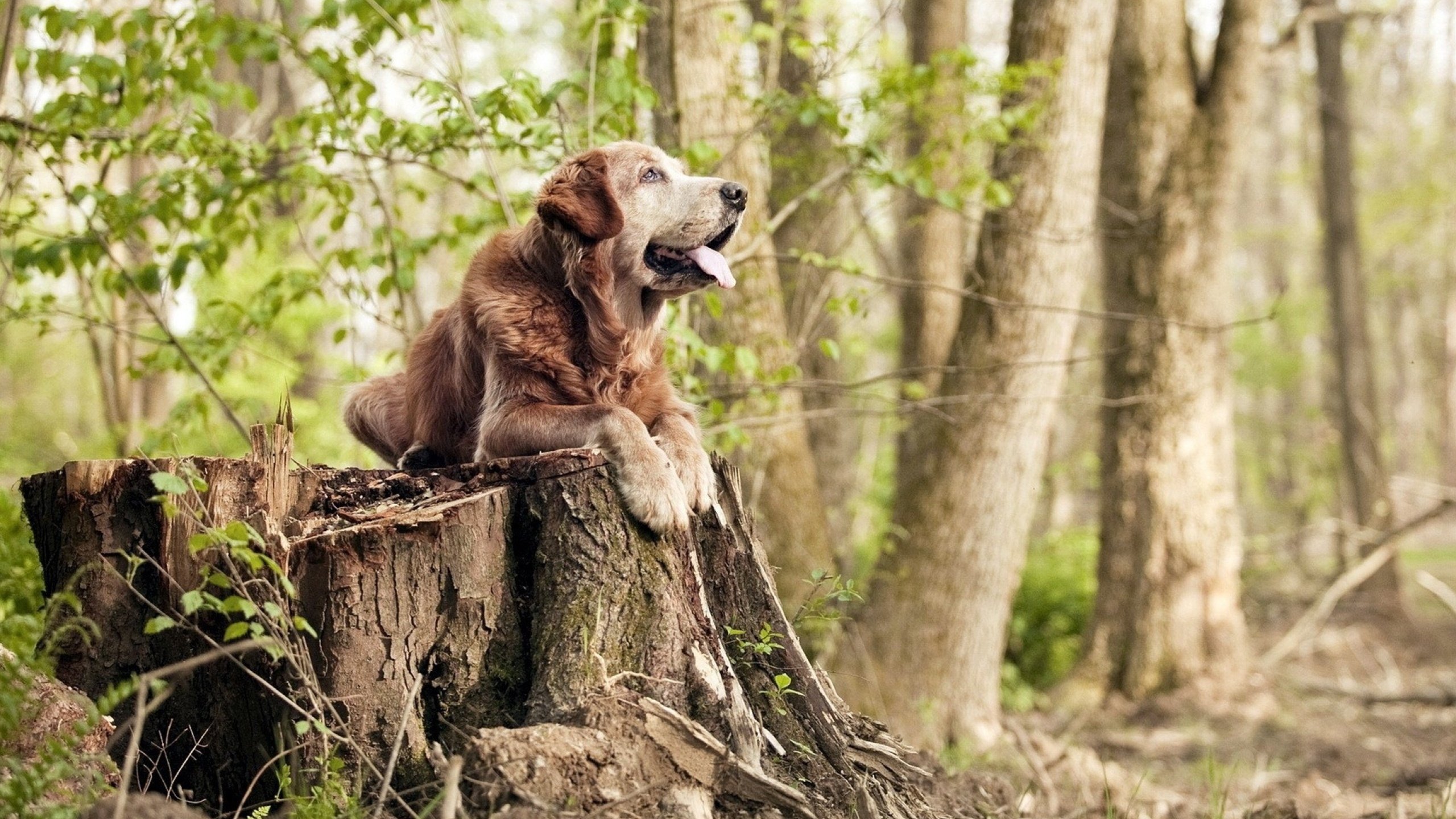 华沙雄狮的怒吼，梁靖崑神逆转，波兰队掀翻乒坛旧秩序