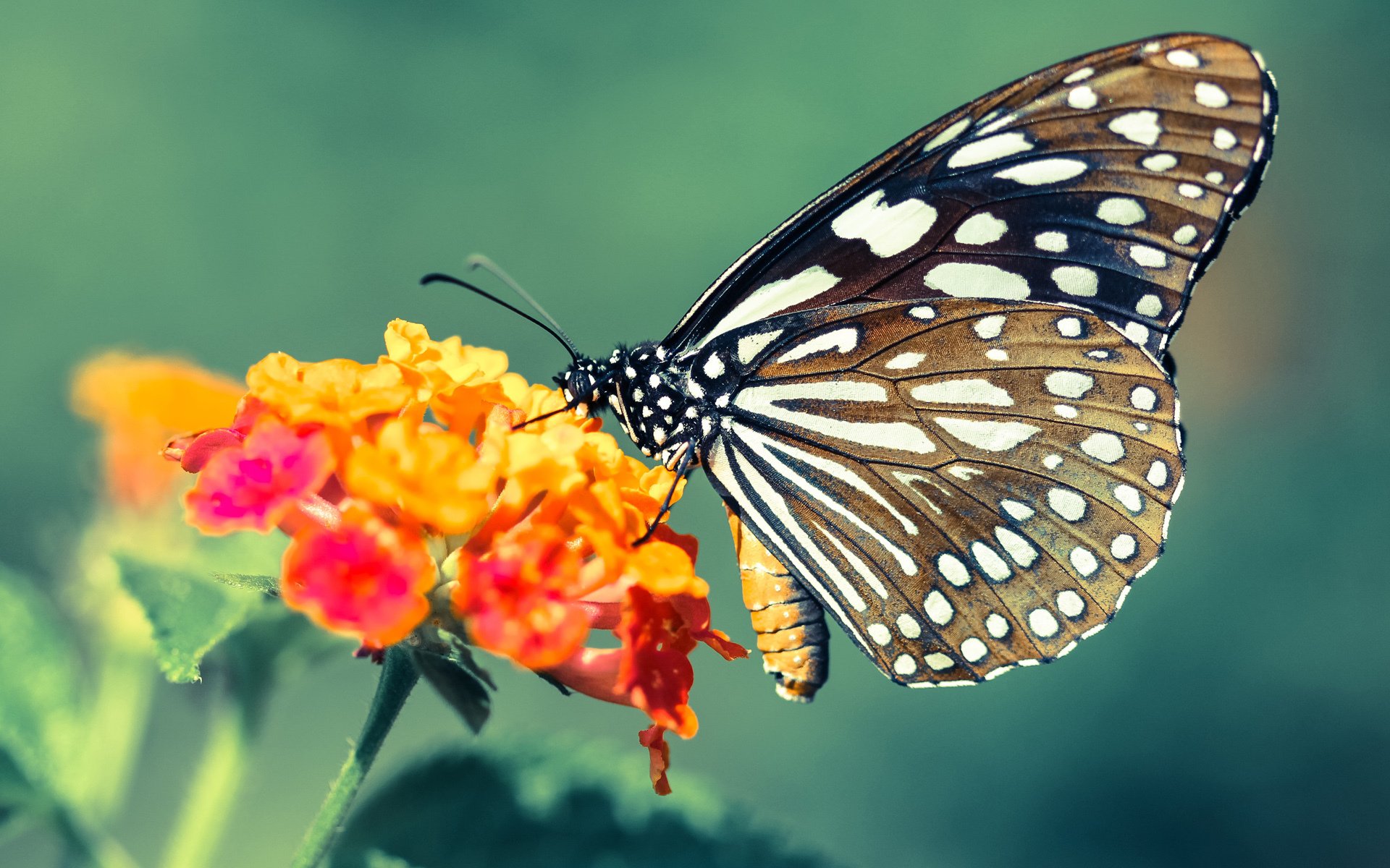 雅加达奇迹夜，印尼羽球逆袭法兰西，郑思维极限纪录重塑王座
