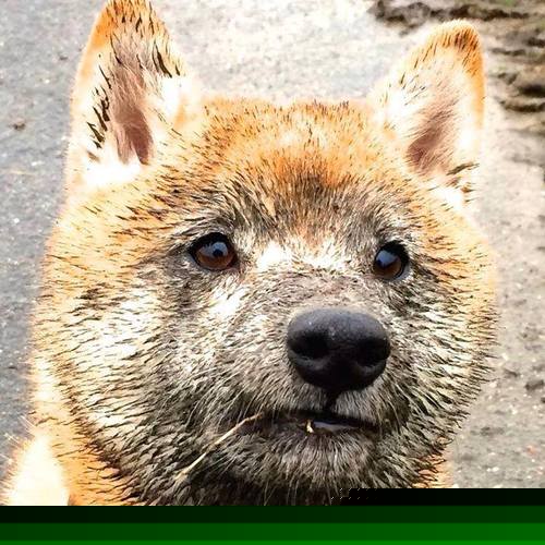 范弗利特天神下凡！末节19分导演国王惊天逆转，广州队到嘴胜利飞了