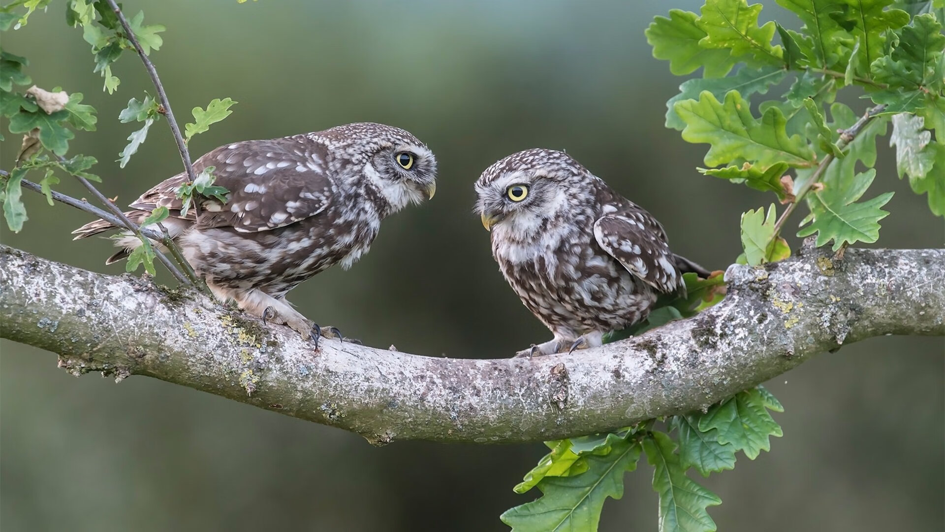 巨头盛宴与团队挽歌，年终总决赛如何重新定义网球巅峰