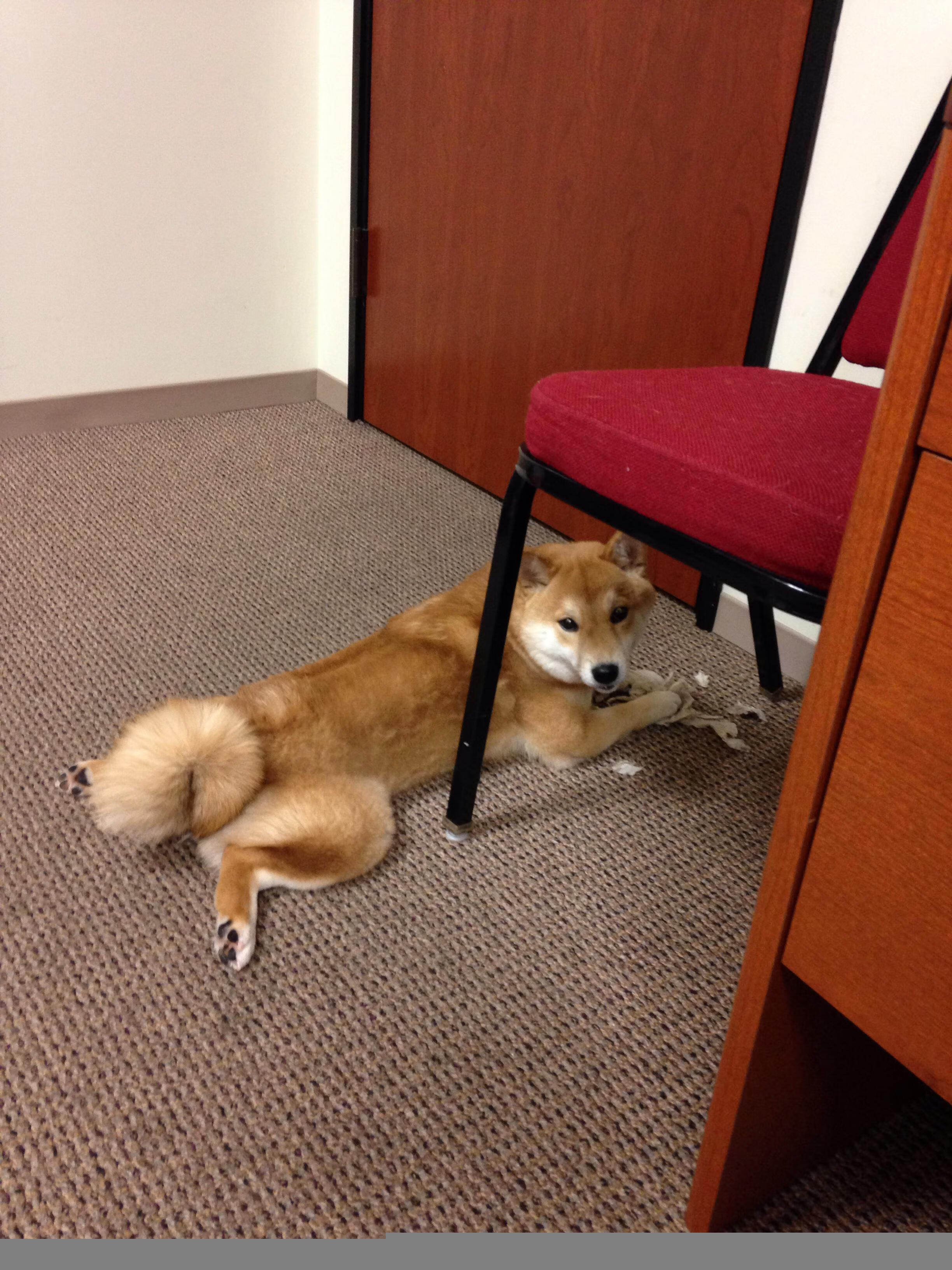 北境守护者与钢铁淬火,当凯尔特人遇上森林狼,德罗赞用评分拉满诠释何谓冷血优雅