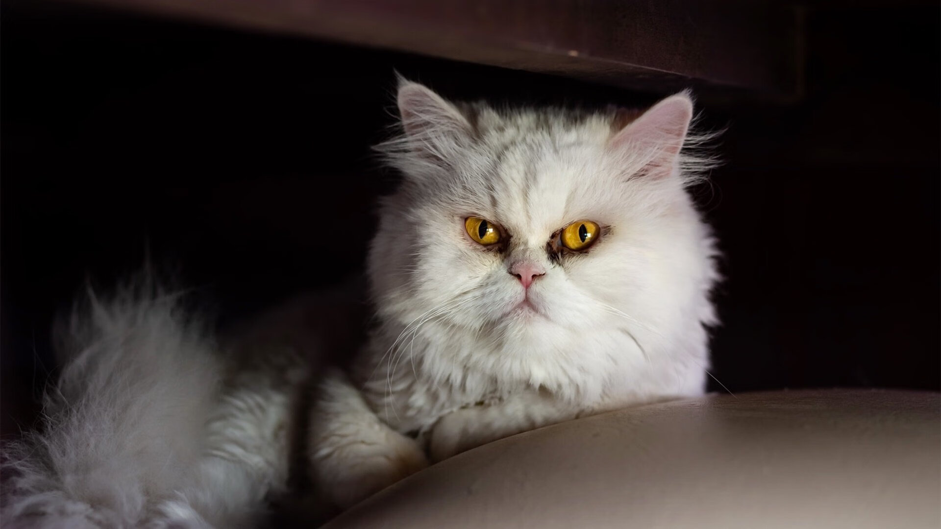 跨联赛巅峰对决,班凯罗关键进球定乾坤,勇士险胜辽宁队