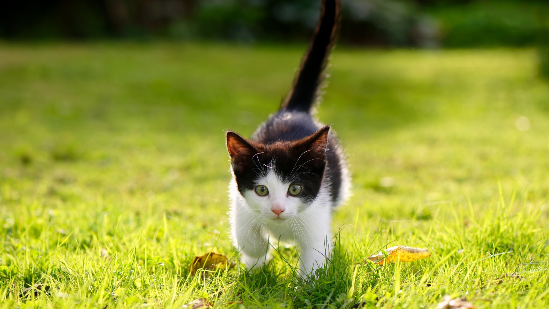 唯一对决，巴斯托尼爆发之光与几内亚硬仗攻克皇家社会的足球传奇