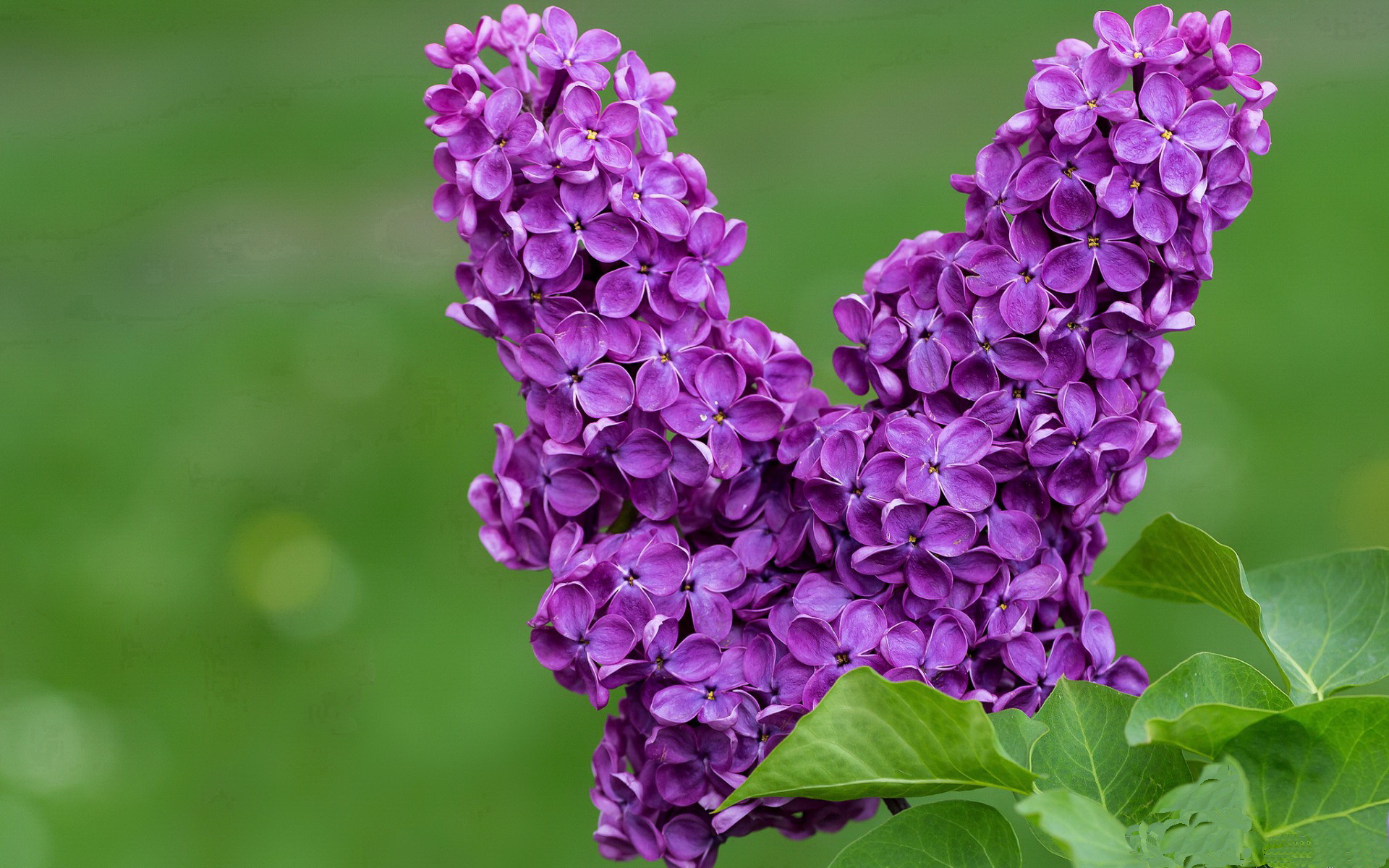 欧冠观察，罗德里戈压制级演出，莱比锡红牛火力全开碾压秘鲁劲旅