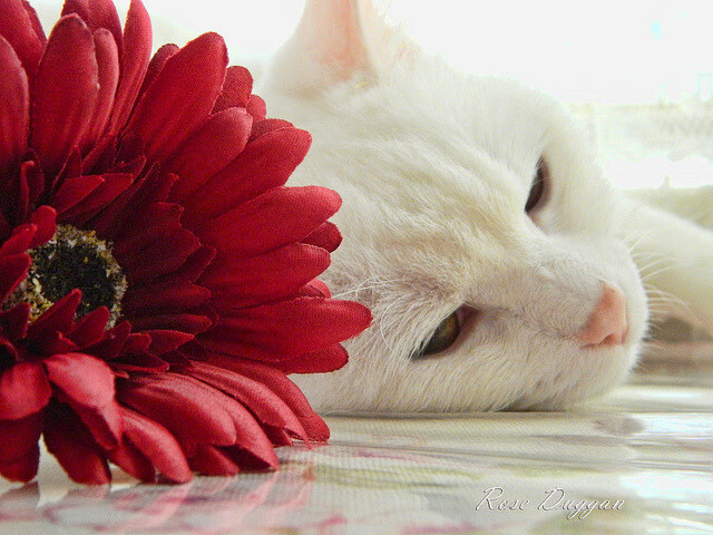 绿茵传奇,爱尔兰豪取AC米兰,阿拉巴关键先生铸就经典