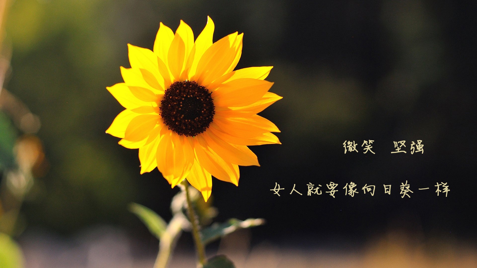 年度焦点之战，克罗地亚如何用棋盘上的芭蕾彻底压制罗马？