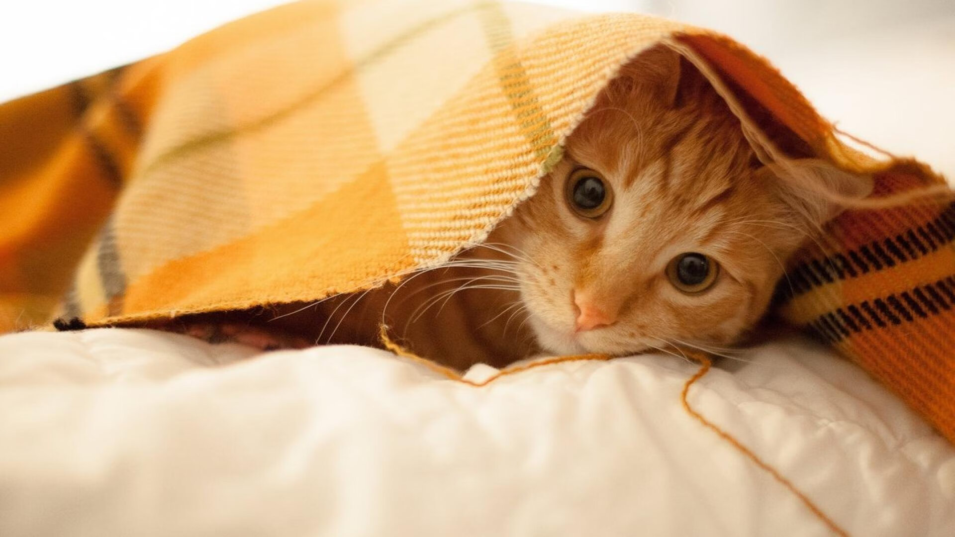 璀璨新疆夜，拉梅洛加时导演逆转，刷新纪录成唯一焦点