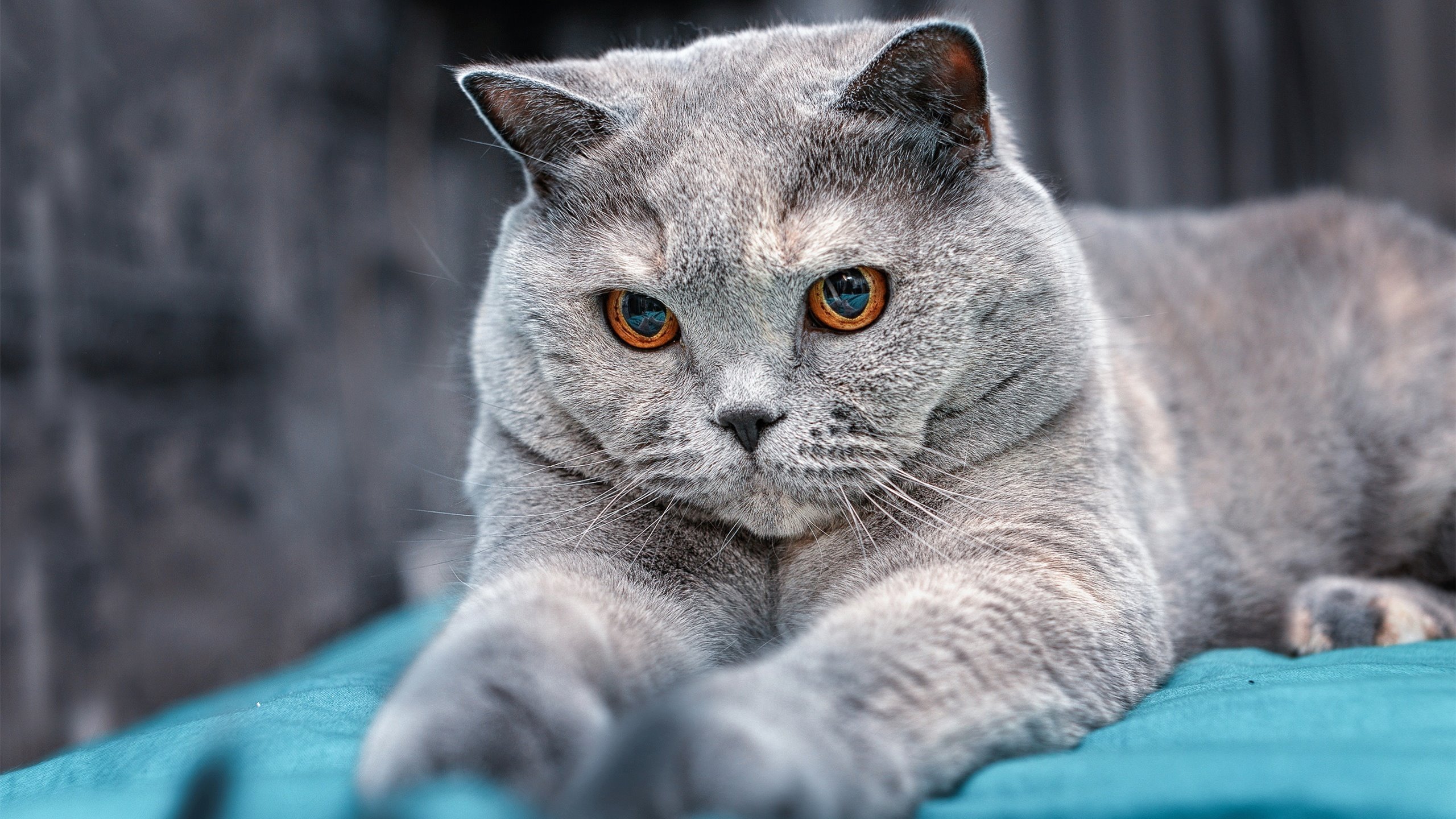 烈日猛火，锡安抢七战率太阳焚尽吉林，凤凰城终迎破晓时分