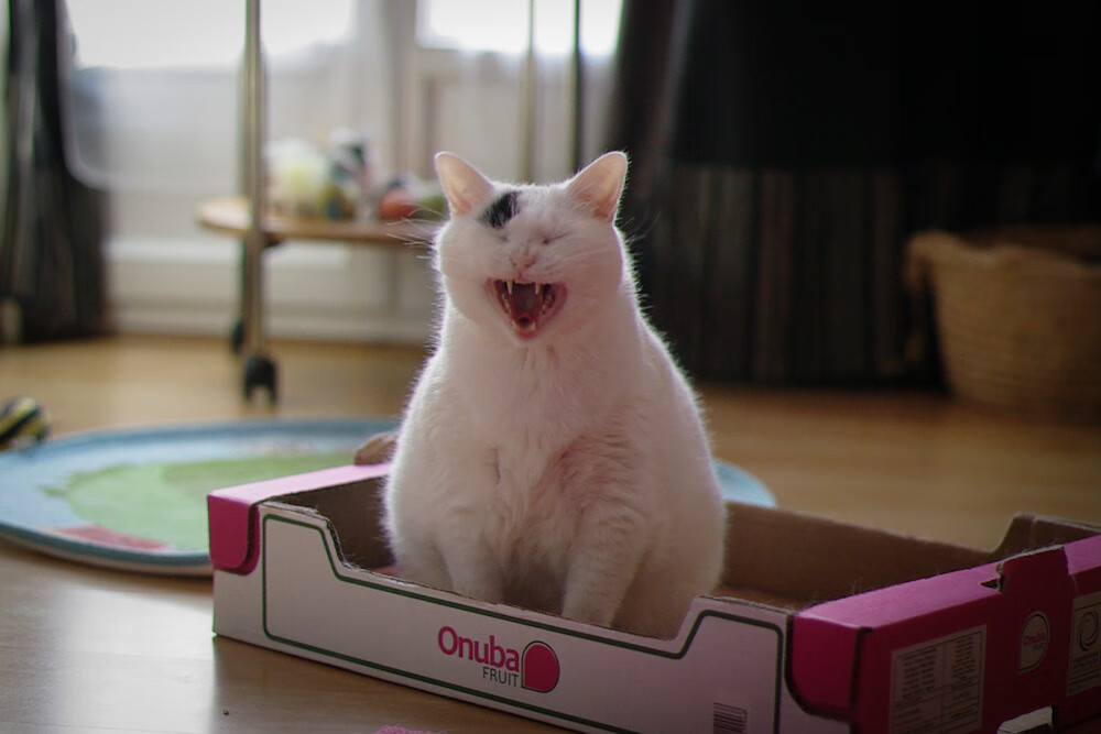 唯一性的见证，摩洛哥与秘鲁的世纪血拼，伊萨克成为关键先生