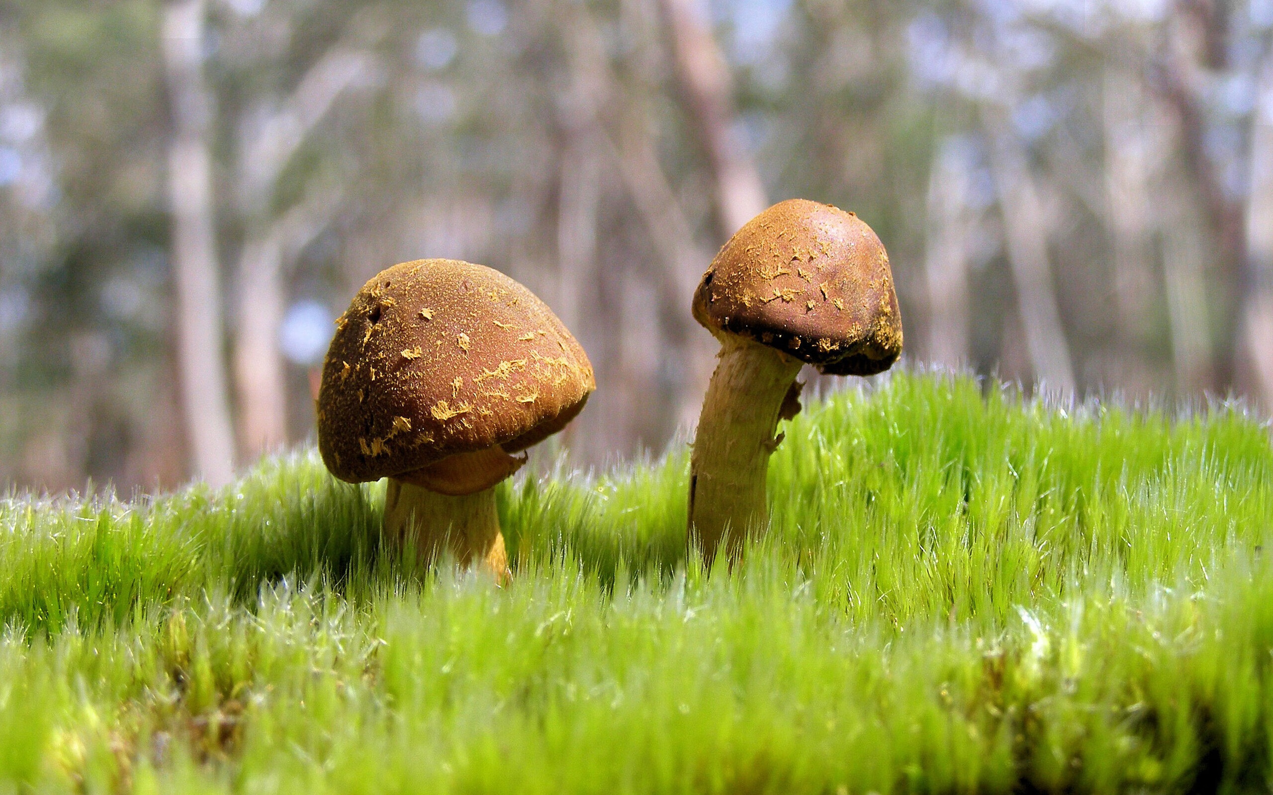 第一千零二夜,季后赛抢七夜,土耳其写下篮球天方夜谭