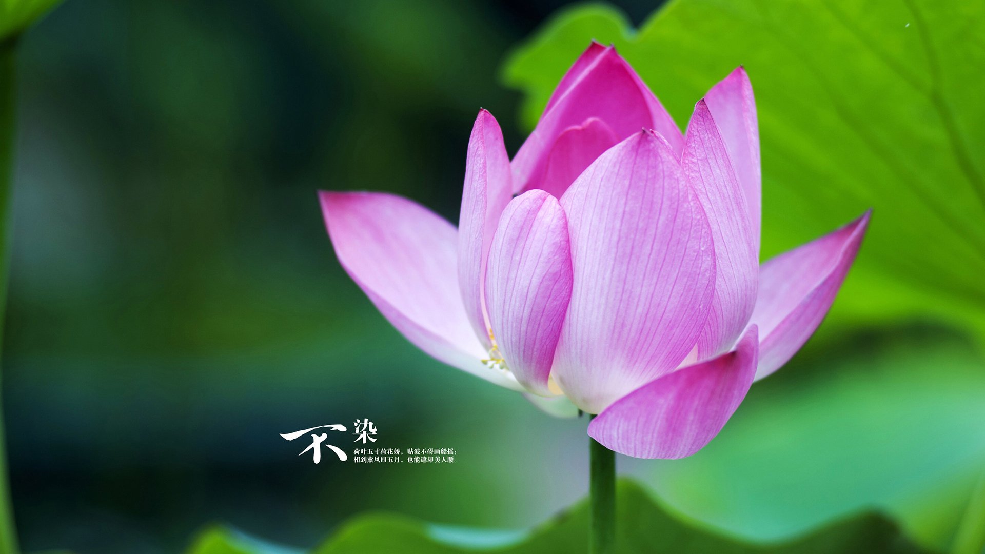 足球的双重奏，墨西哥击溃喀麦隆，迪亚斯欧冠半决赛接管比赛