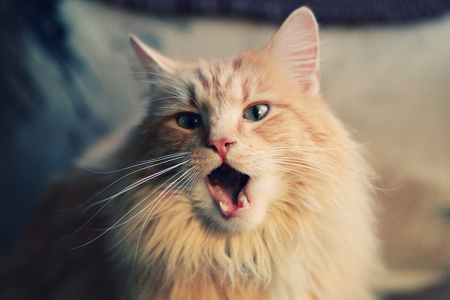 枪手北上斩落苏超霸主，马丁内利一锤定音定乾坤