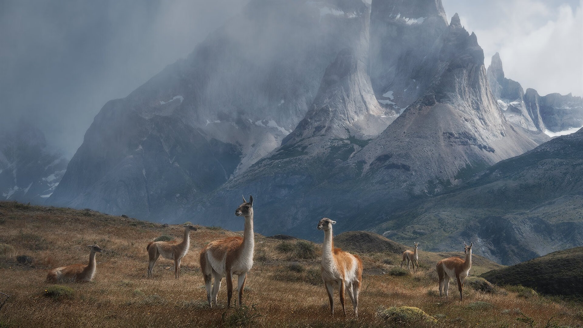 跨洋对决,武切维奇在钢索上的独舞